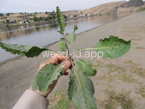 pepperweed, perennial